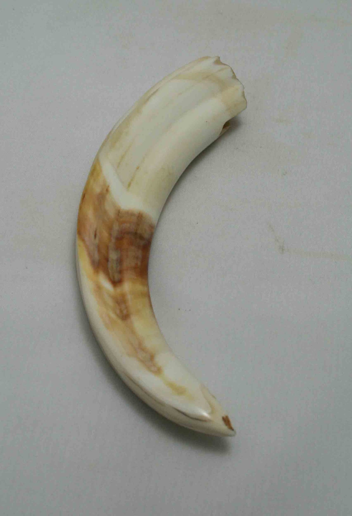 NB1701NA33 Warthog Tusk (Large) From point to top end (not over bend) 5.89" top end x 1.32"x 0.84"inch