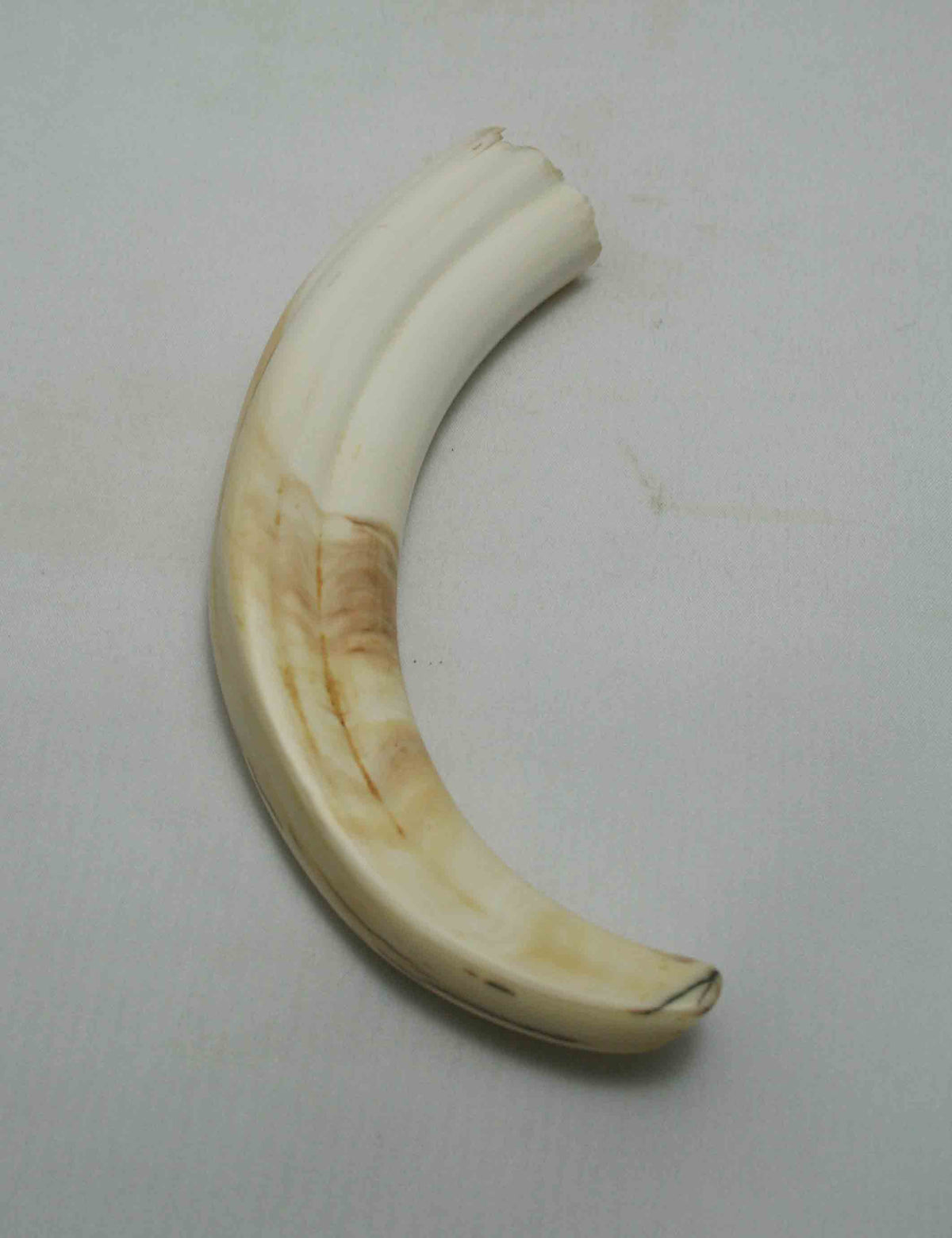 NB1701NA34 Warthog Tusk (Large) From point to top end (not over bend) 5.47" top end x 1.22"x 0.85"inch