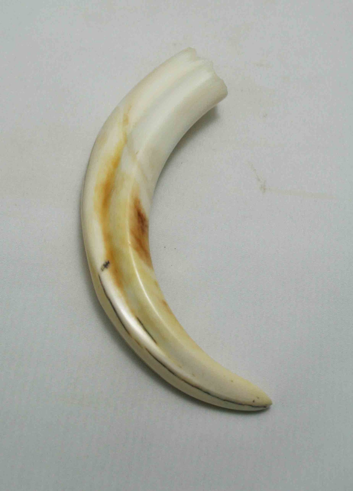 NB1701NA35 Warthog Tusk (Large) From point to top end (not over bend) 5.09" top end x 1.22"x 0.82"inch