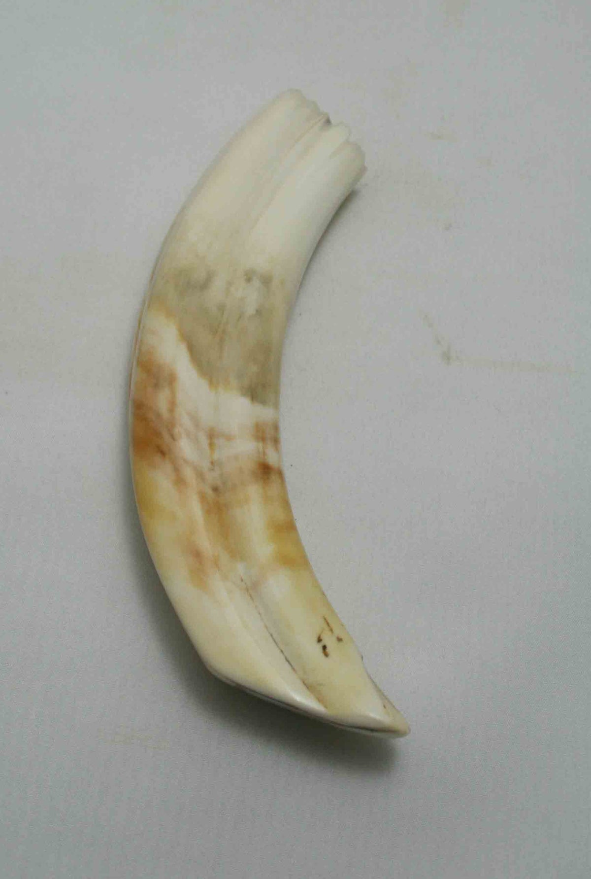 NB1701NA36 Warthog Tusk (Large) From point to top end (not over bend) 5.09" top end x 1.22"x 0.82"inch