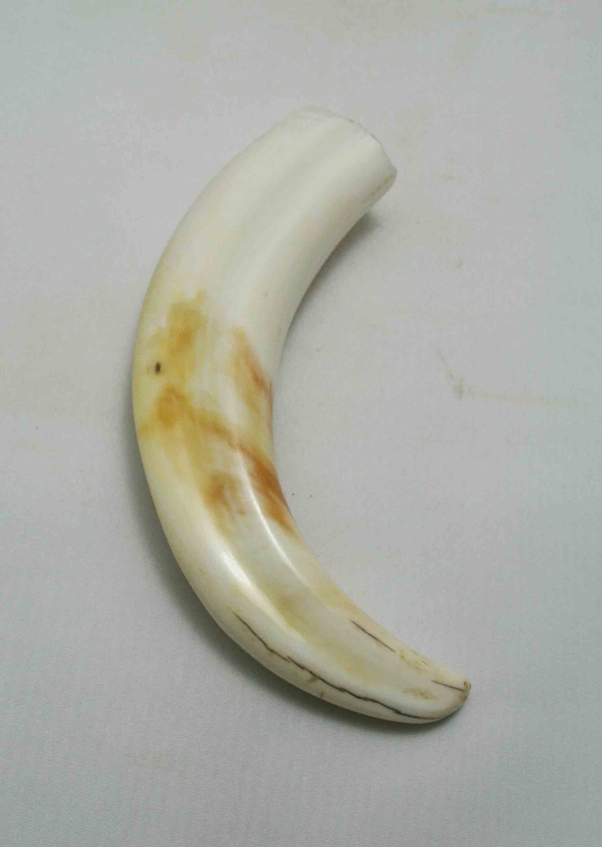 NB1701NA37 Warthog Tusk (Large) From point to top end (not over bend) 5.20" top end x 1.28"x 0.88"inch