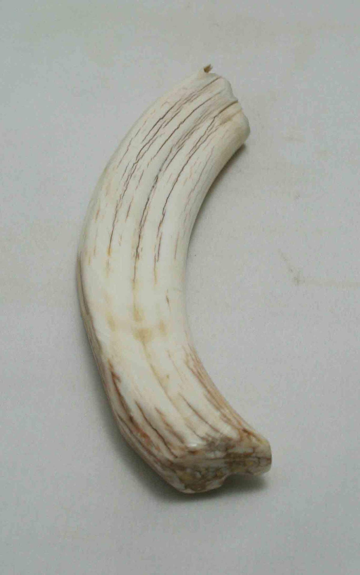 NB1701NA38 Warthog Tusk (Large) From point to top end (not over bend) 5.20" top end x 1.28"x 0.88"inch