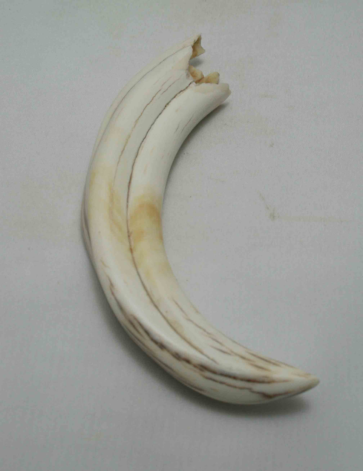 NB1701NA39 Warthog Tusk (Large) From point to top end (not over bend) 6.00" top end x 1.33"x 0.85"inch