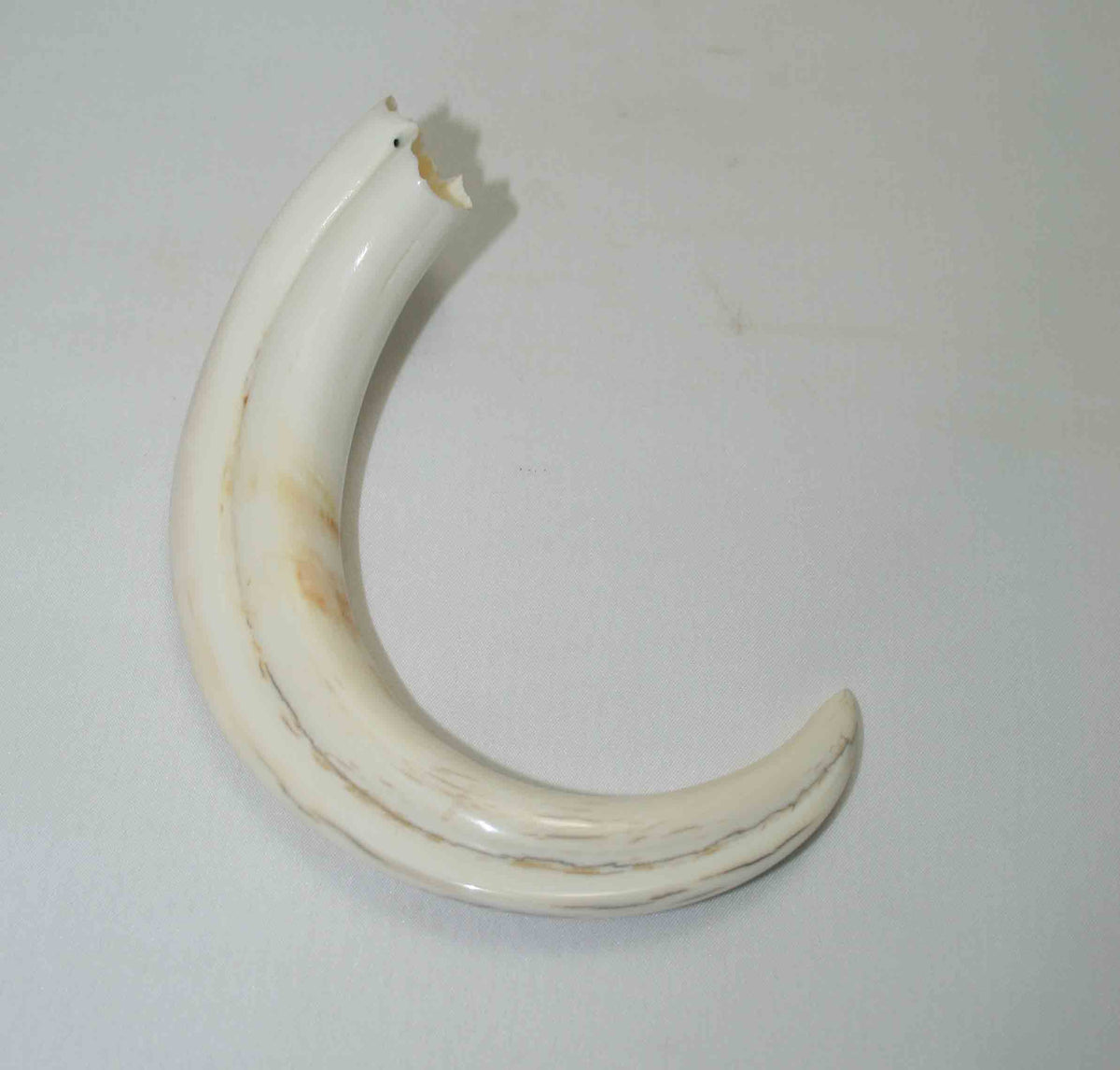 NB1701NA3 Warthog Tusk (Large) From point to top end 5.43" top end x 0.99"x 0.73"inch