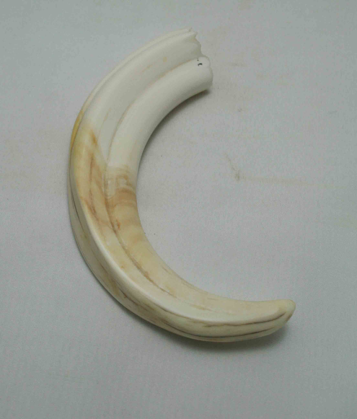 NB1701NA40 Warthog Tusk (Large) From point to top end (not over bend) 5.58" top end x 1.26"x 0.85"inch