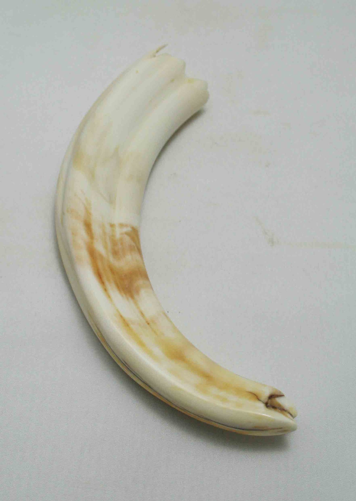 NB1701NA42 Warthog Tusk (Large) From point to top end (not over bend) 6.09" top end x 1.24"x 0.71"inch