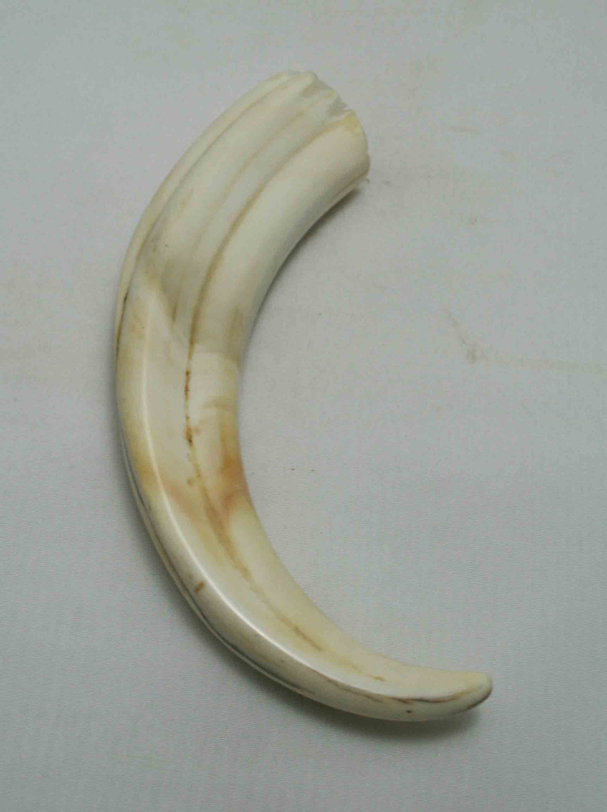 NB1701NA43 Warthog Tusk (Large) From point to top end (not over bend) 5.98" top end x 1.27"x 0.87"inch