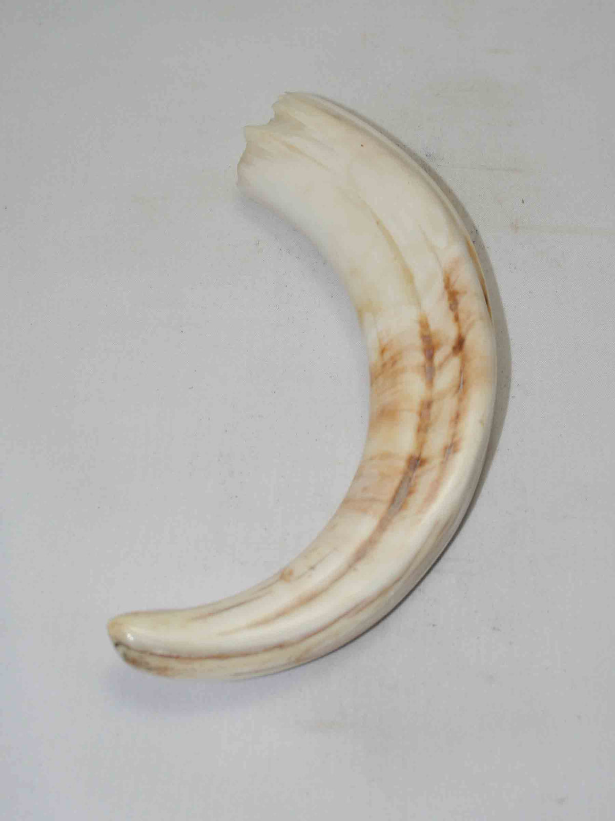 NB1701NA46 Warthog Tusk (Large) From point to top end (not over bend) 6.50" top end x 1.40"x 0.87"inch