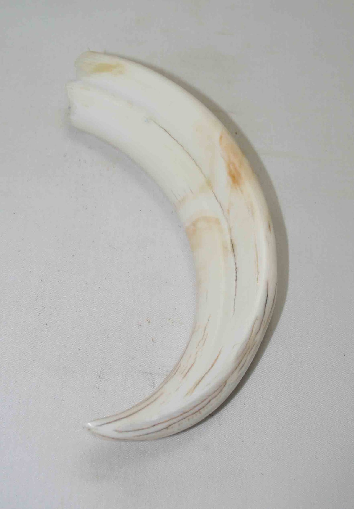 NB1701NA47 Warthog Tusk (Large) From point to top end (not over bend) 6.50" top end x 1.44"x 0.93"inch