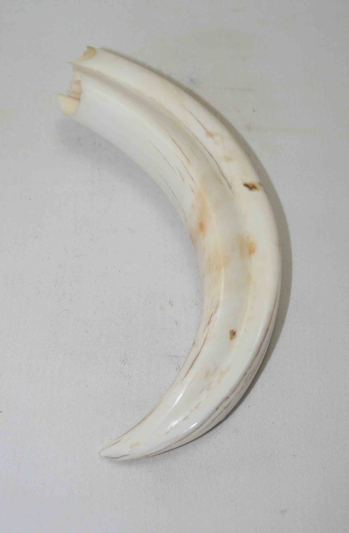 NB1701NA48 Warthog Tusk (Large) From point to top end (not over bend) 6.50" top end x 1.44"x 0.93"inch