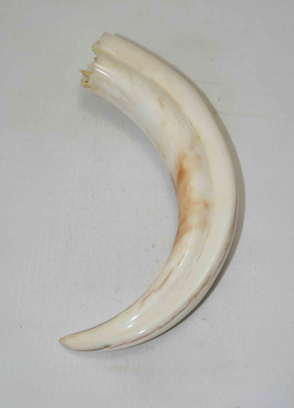 NB1701NA49 Warthog Tusk (Large) From point to top end (not over bend) 6.50" top end x 1.44"x 0.93"inch