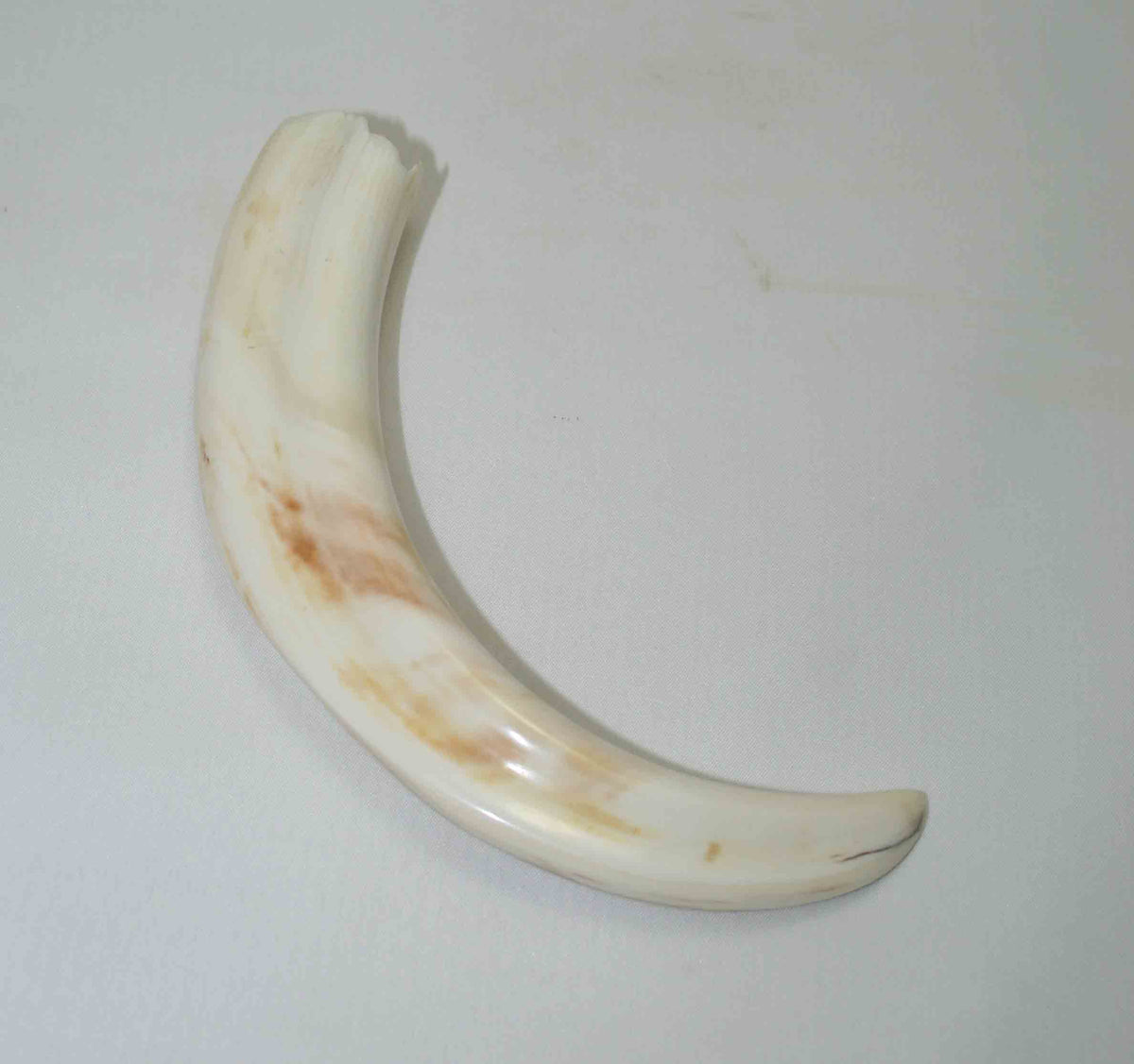 NB1701NA4 Warthog Tusk (Large) From point to top end 5.83" top end x 1.26"x 0.74"inch