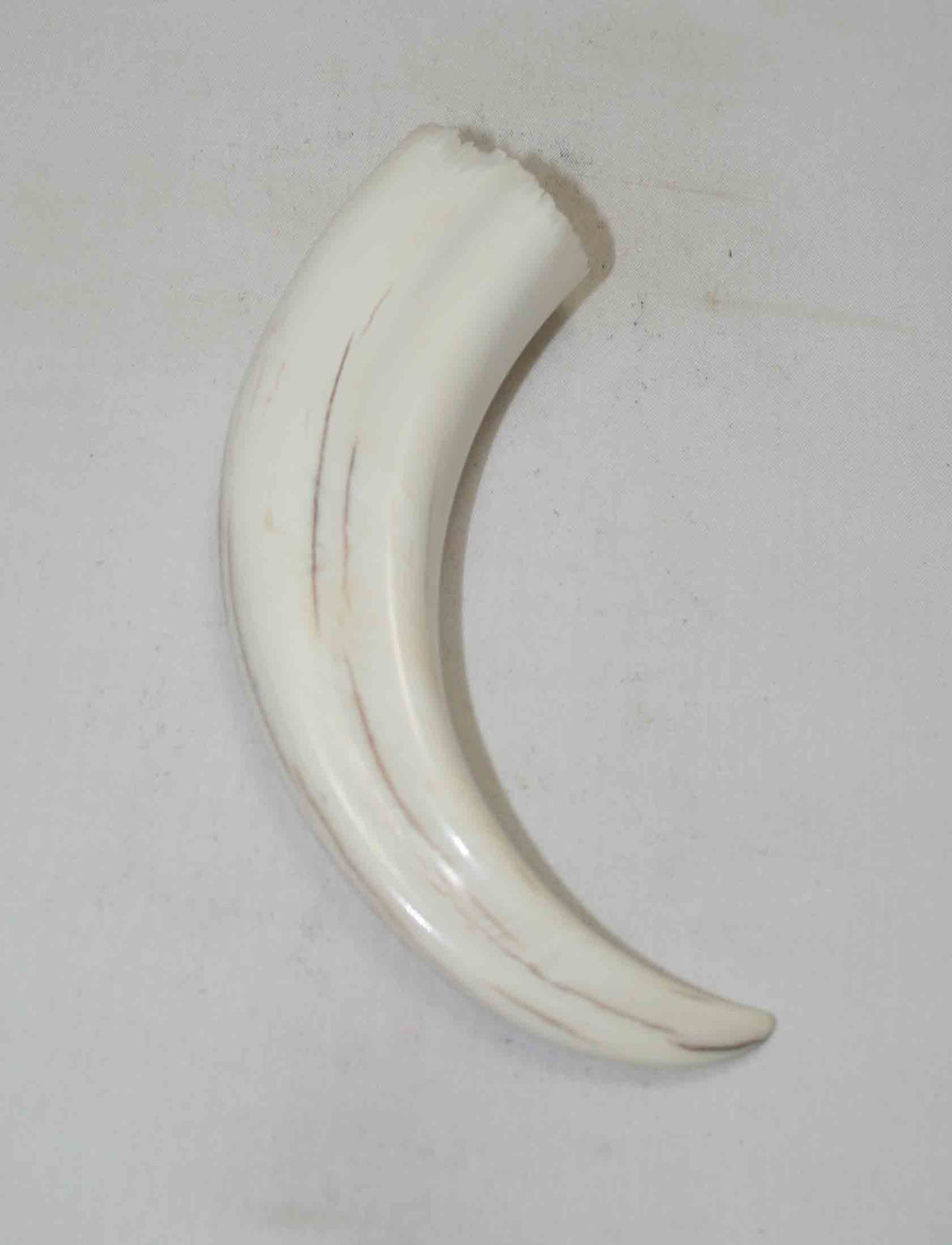 NB1701NA50 Warthog Tusk (Large) From point to top end (not over bend) 6.00" top end x 1.36"x 0.94"inch