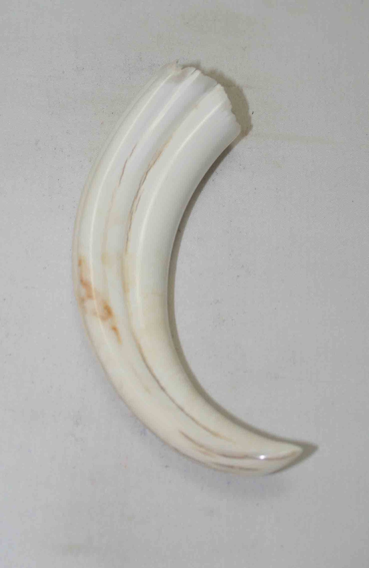 NB1701NA52 Warthog Tusk (Large) From point to top end (not over bend) 6.00" top end x 1.24"x 0.83"inch