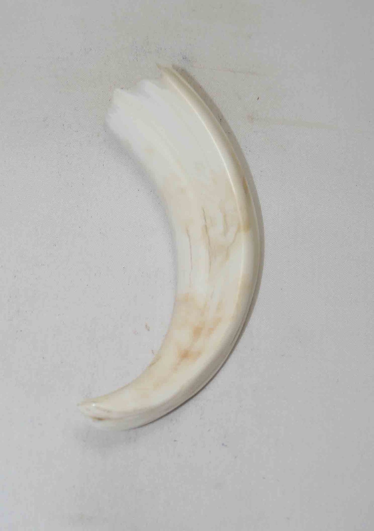 NB1701NA53 Warthog Tusk (Large) From point to top end (not over bend) 5.00" top end x 1.21"x 0.81"inch