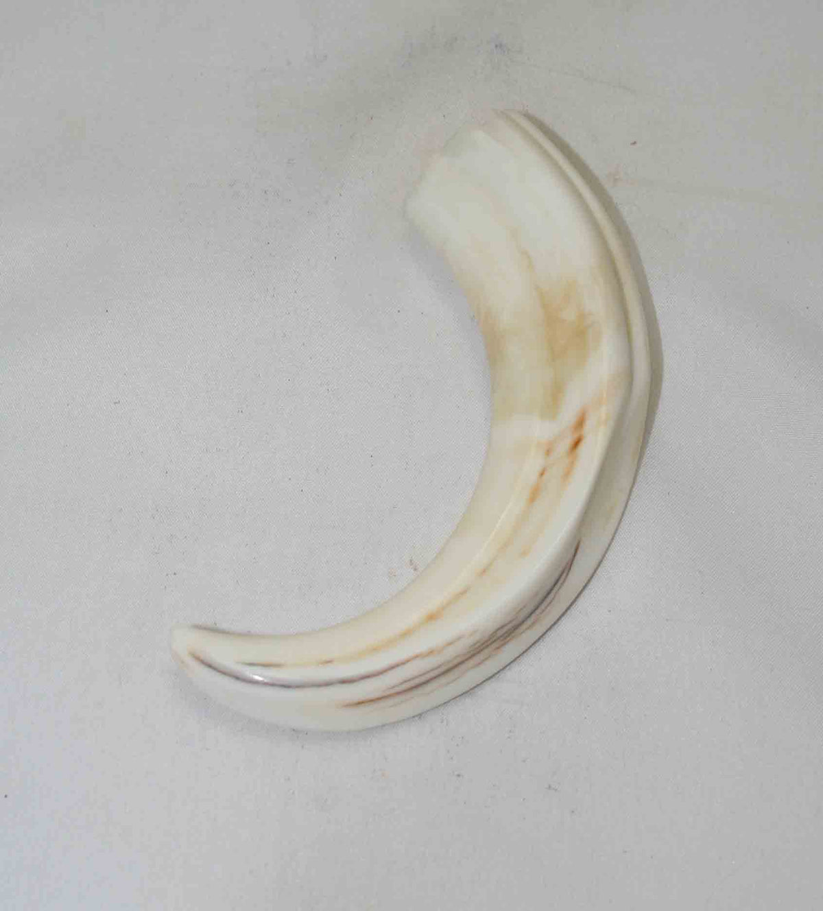 NB1701NA54 Warthog Tusk (Large) From point to top end (not over bend) 5.00" top end x 1.09"x 0.67"inch