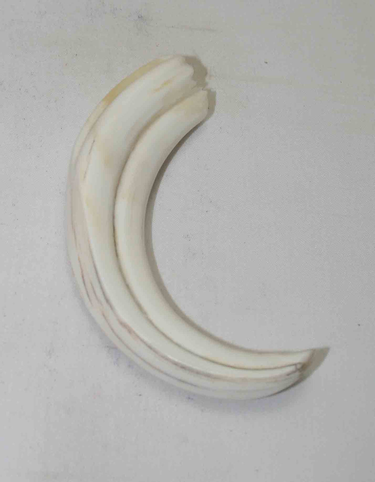 NB1701NA55 Warthog Tusk (Large) From point to top end (not over bend) 5.00" top end x 1.01"x 0.74"inch