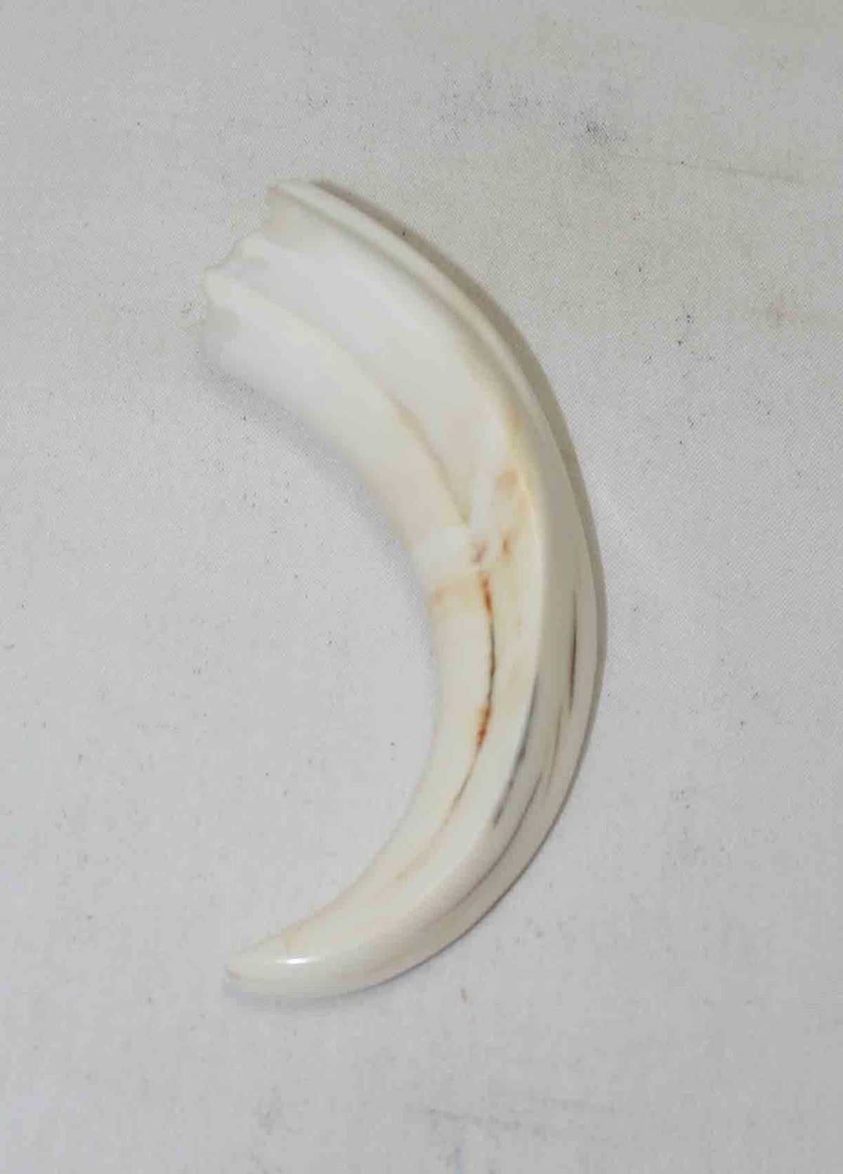 NB1701NA56 Warthog Tusk (Large) From point to top end (not over bend) 3.50" top end x 0.93"x 0.63"inch