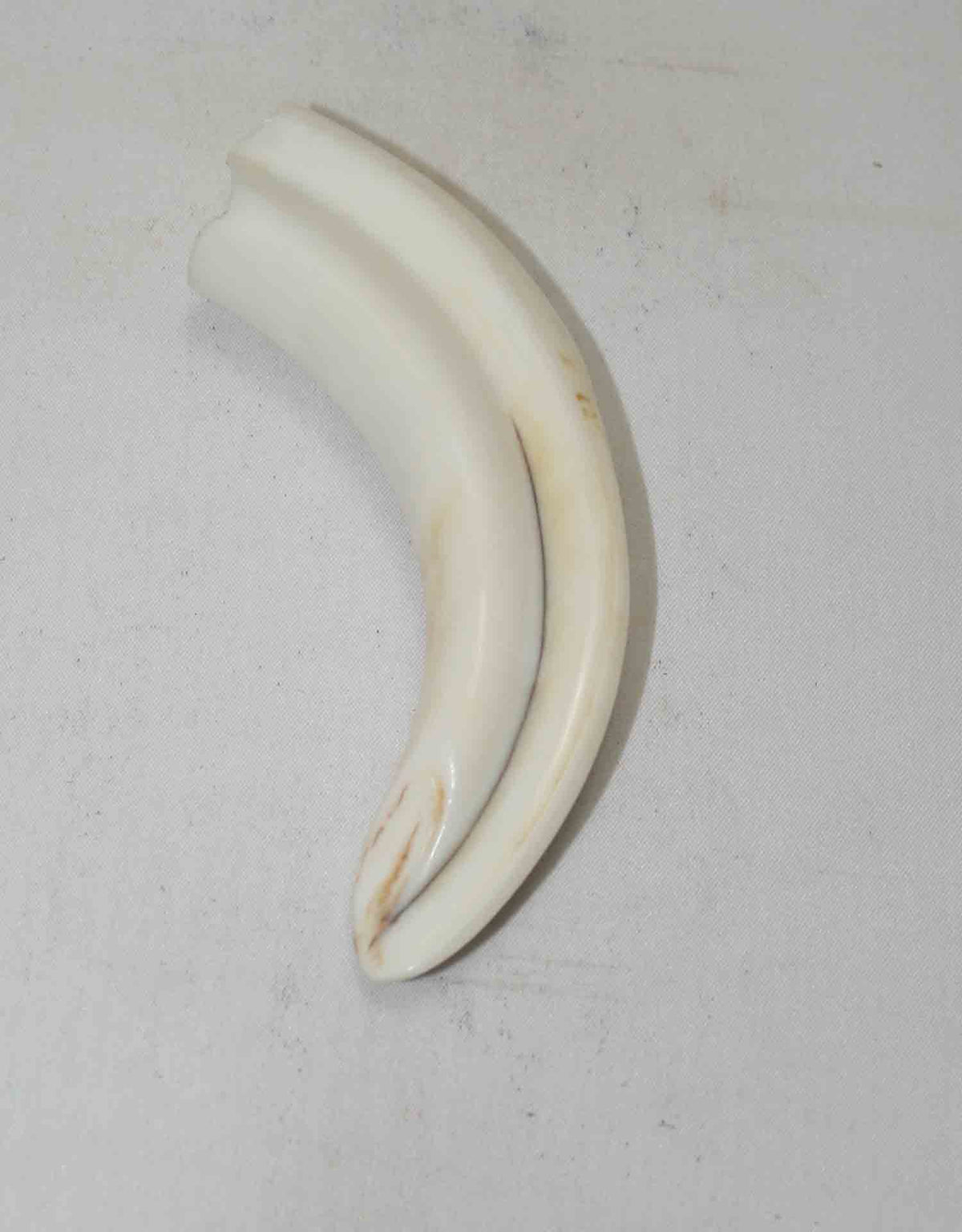 NB1701NA57 Warthog Tusk (Large) From point to top end (not over bend) 4.00" top end x 1.04"x 0.67"inch