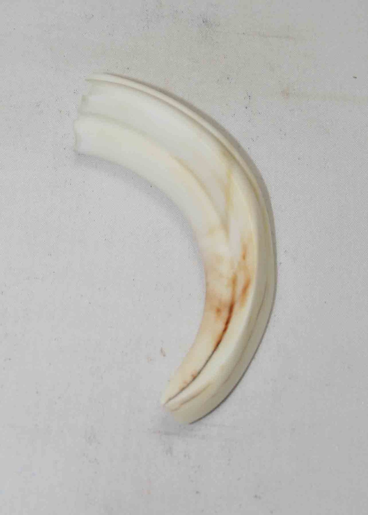 NB1701NA58 Warthog Tusk (Large) From point to top end (not over bend) 3.50" top end x 0.91"x 0.67"inch
