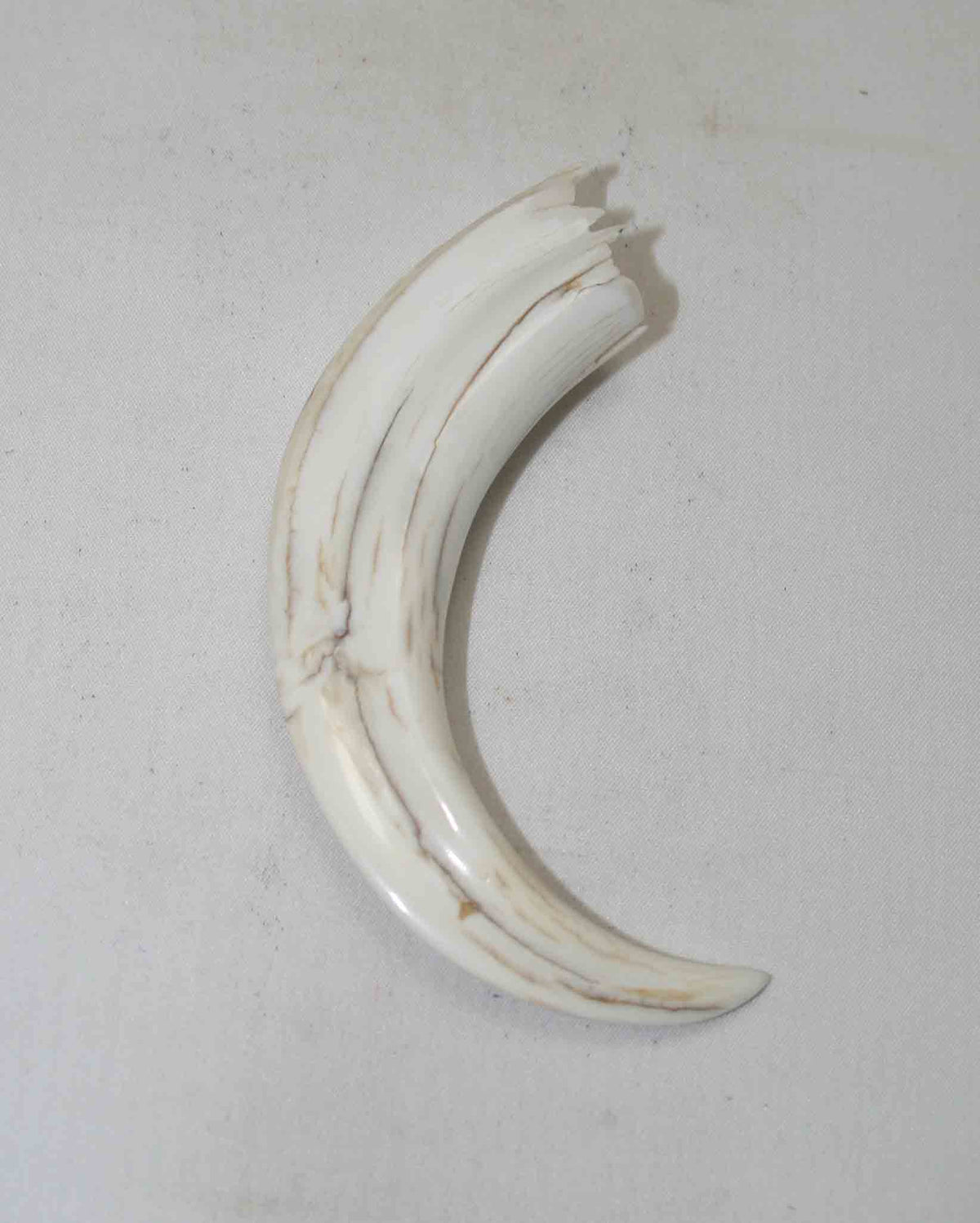 NB1701NA59 Warthog Tusk (Large) From point to top end (not over bend) 3.50" top end x 1.08"x 0.72"inch