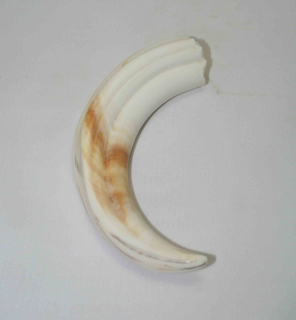 NB1701NA5 Warthog Tusk (Large) From point to top end 5.82" top end x 1.37"x 0.91"inch