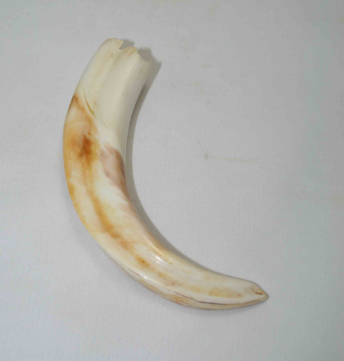 NB1701NA6 Warthog Tusk (Large) From point to top end 5.99" top end x 1.30"x 0.85"inch