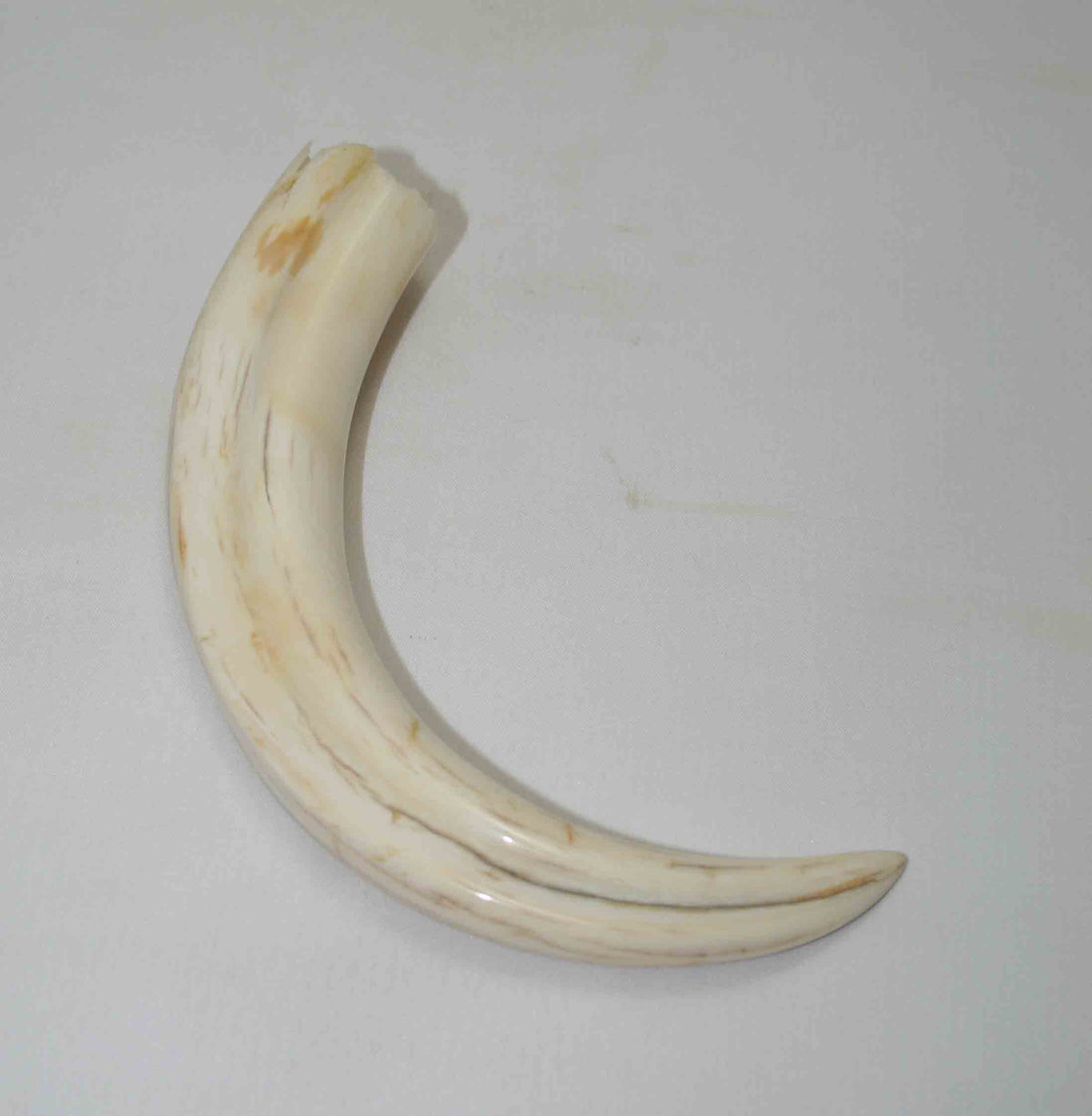 NB1701NA7 Warthog Tusk (Large) From point to top end 5.85" top end x 1.29"x 0.81"inch