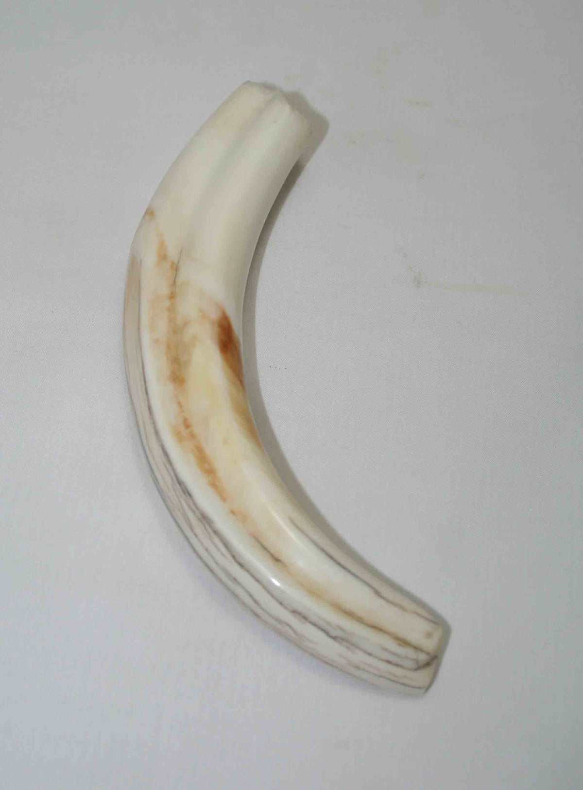 NB1701NA8 Warthog Tusk (Large) From point to top end 6.77" top end x 1.17"x 0.73"inch