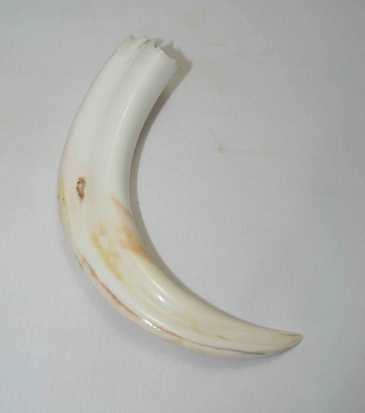 NB1701NA9 Warthog Tusk (Large) From point to top end 5.74" top end x 1.21"x 0.77"inch