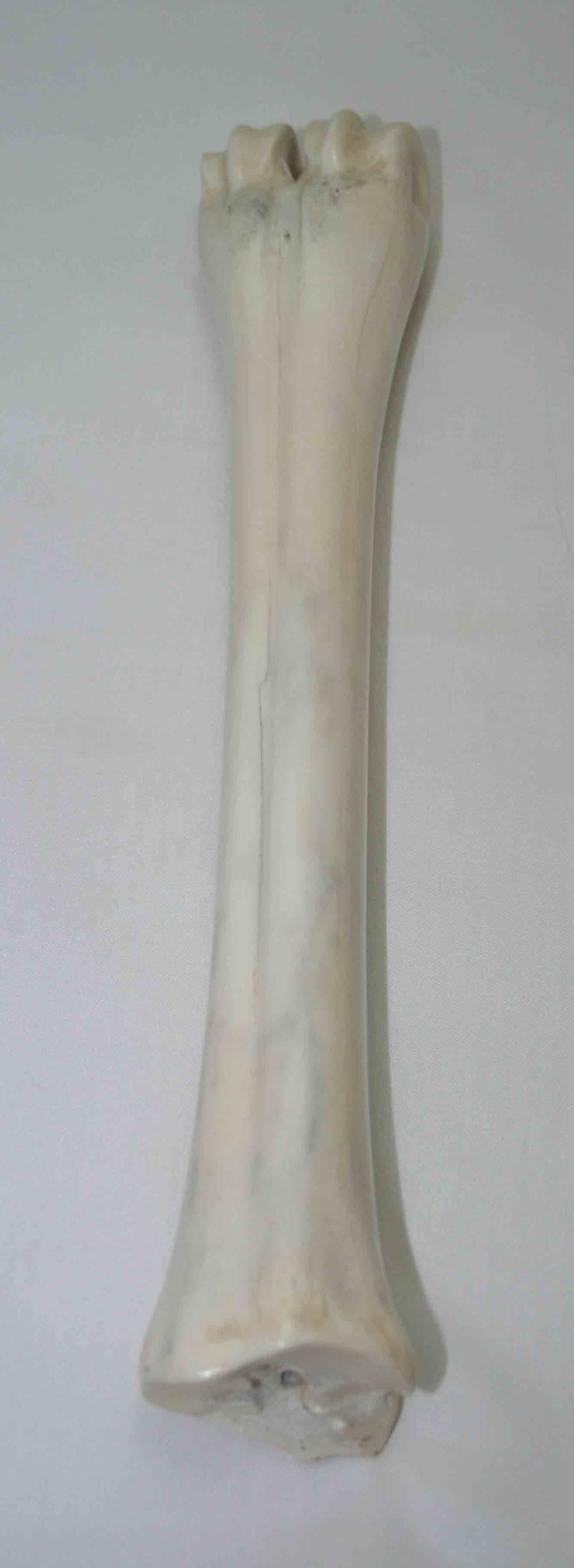 NB205MMA3 Eland Bone