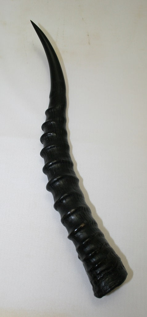 NB301AY16 Blesbok Whole Horn