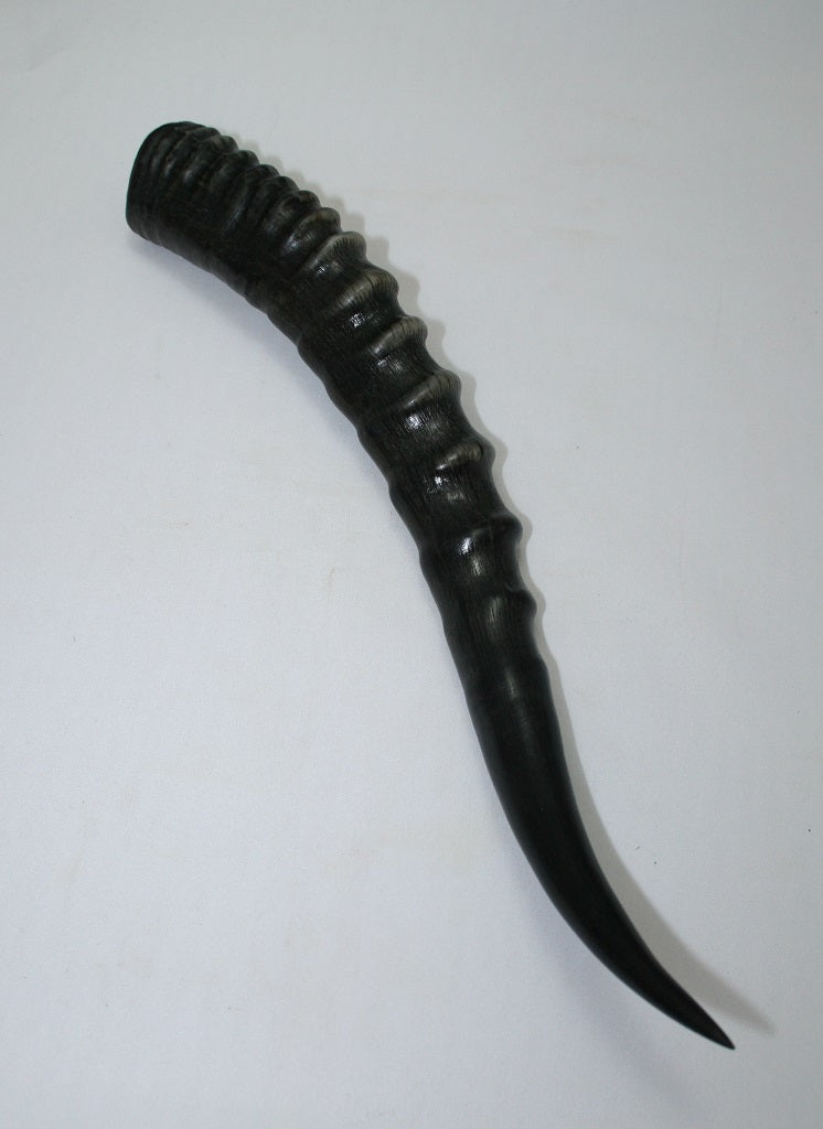 NB301GS12 Blesbok Whole Horn