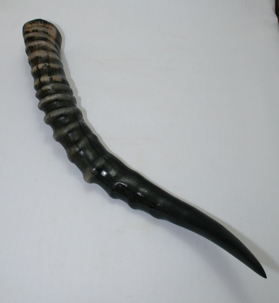 NB301GS13 Blesbok Whole Horn