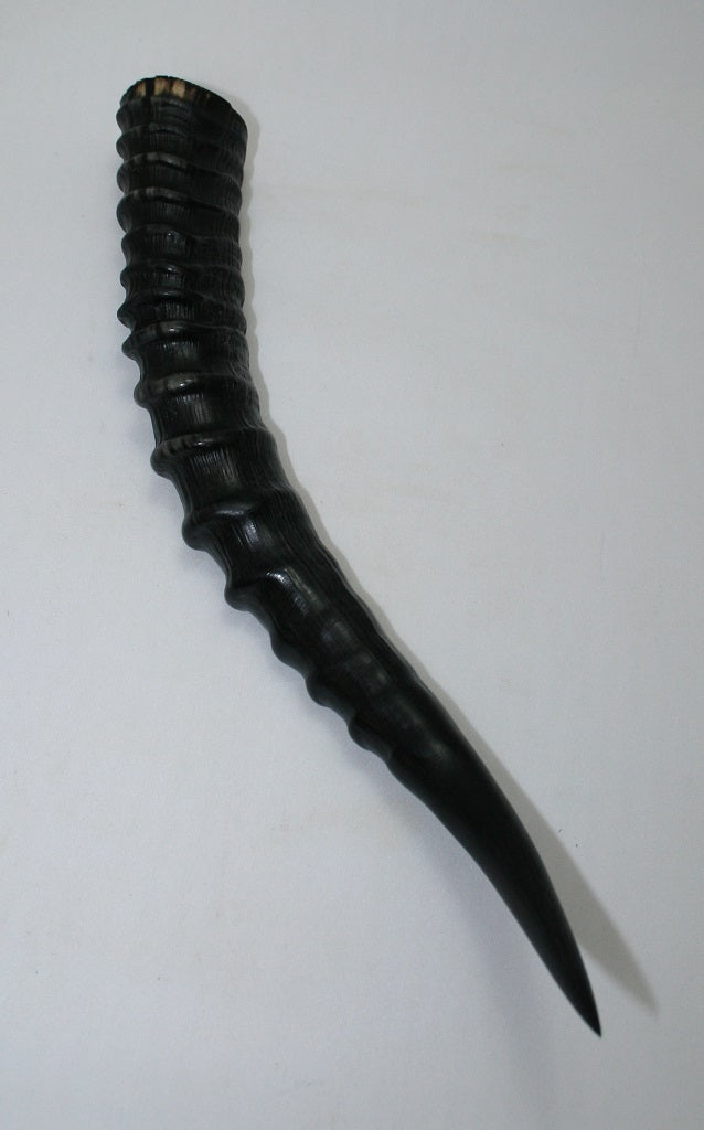 NB301GS14 Blesbok Whole Horn