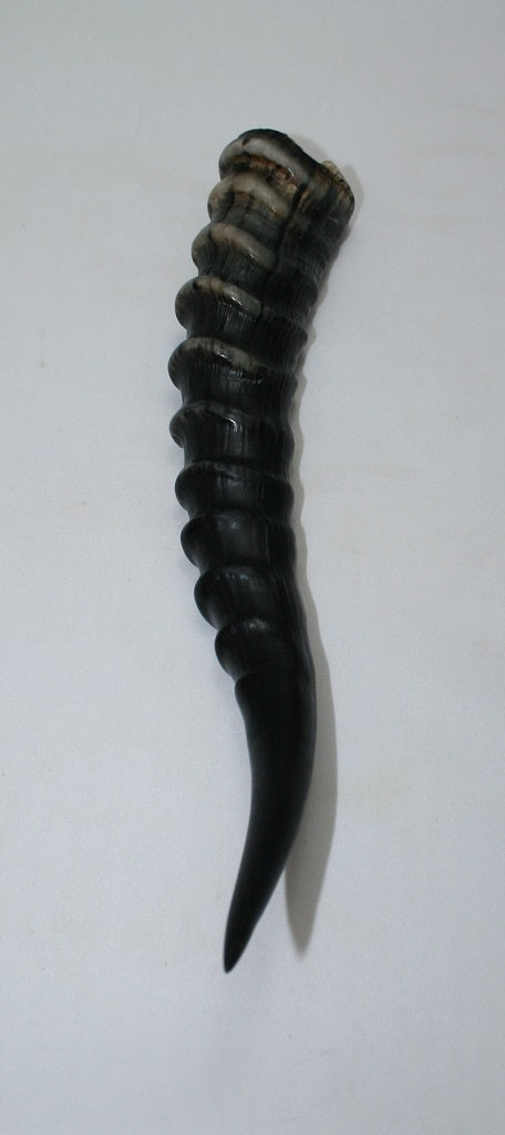 Blesbok Horn/Deer Horn – Cowhides USA Blesbok Horn/Deer Horn – Cowhides USA