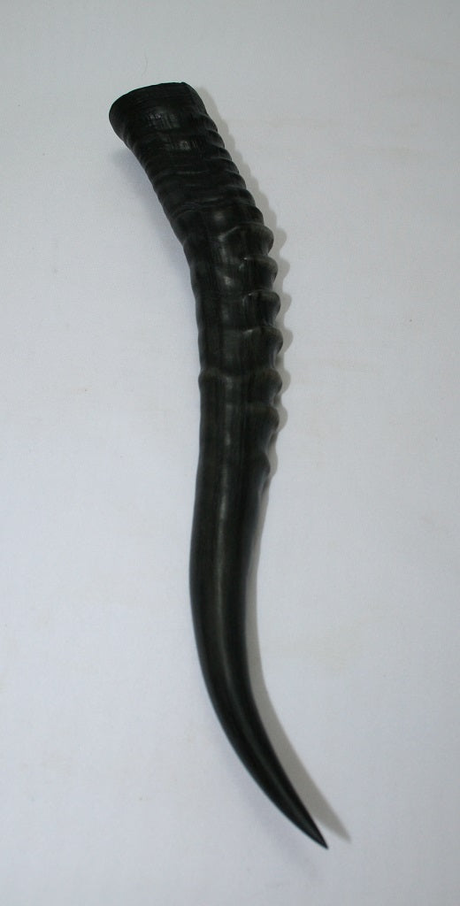 NB301GS17 Blesbok Whole Horn