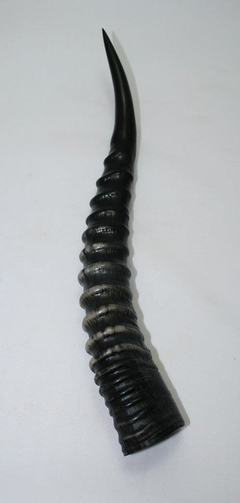 NB301GS1 Blesbok Whole Horn