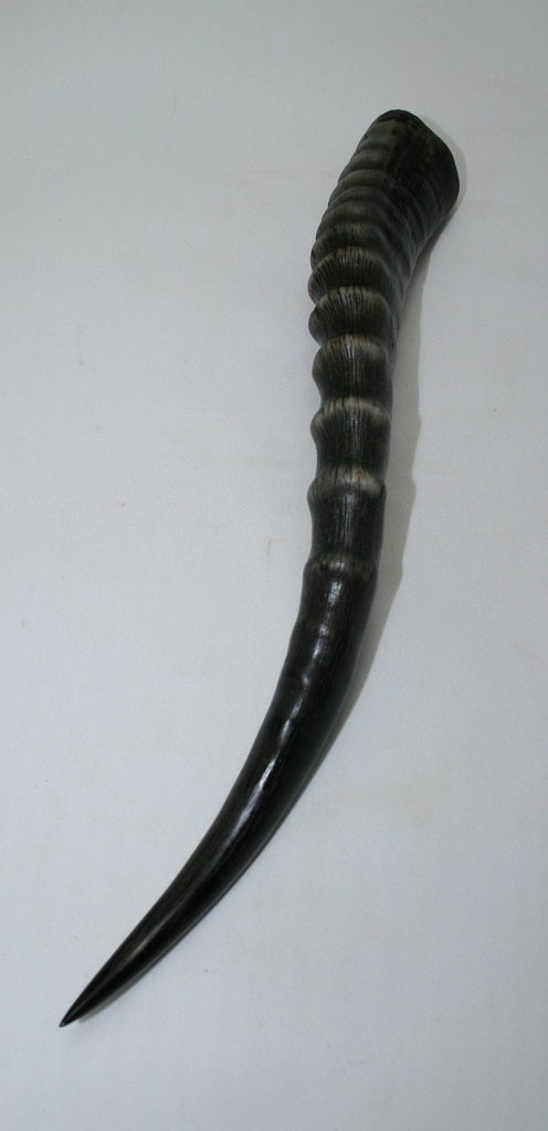 NB301GS20 Blesbok Whole Horn