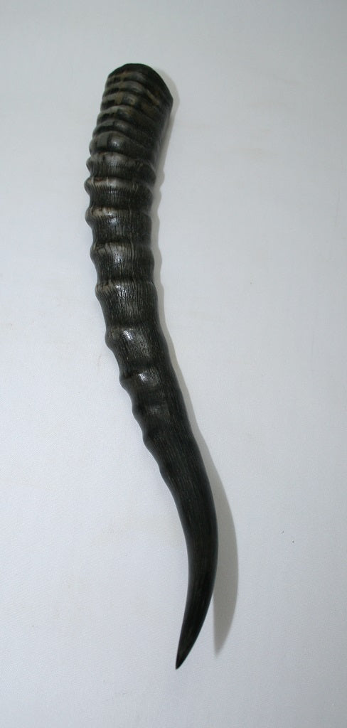 NB301GS21 Blesbok Whole Horn