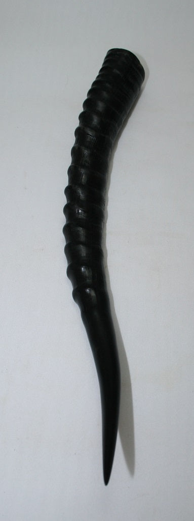 NB301GS24 Blesbok Whole Horn