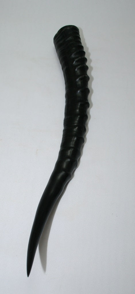 NB301GS27 Blesbok Whole Horn