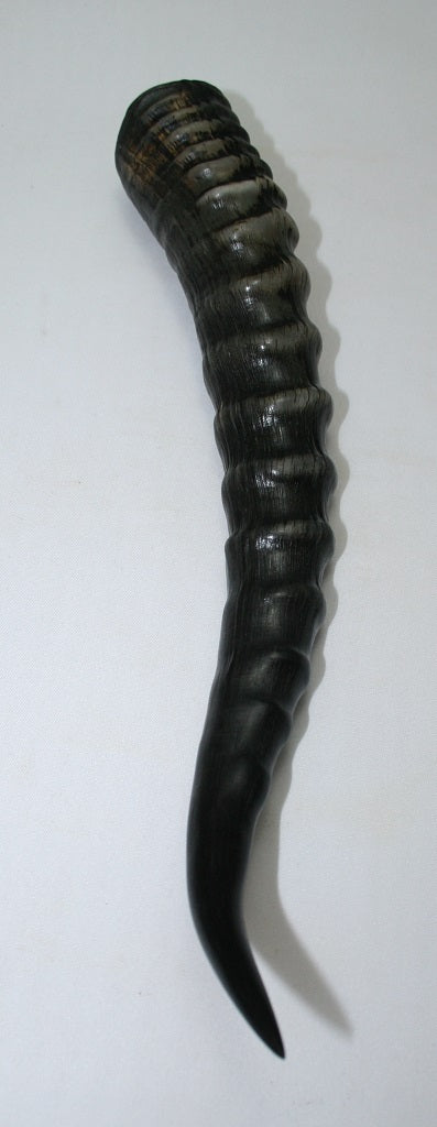 NB301GS29 Blesbok Whole Horn