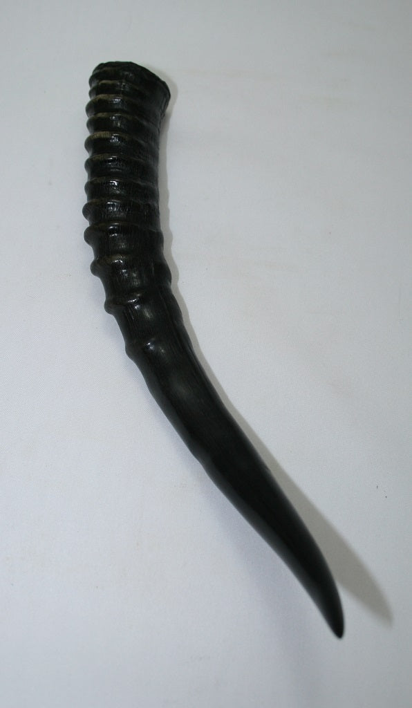 NB301GS4 Blesbok Whole Horn