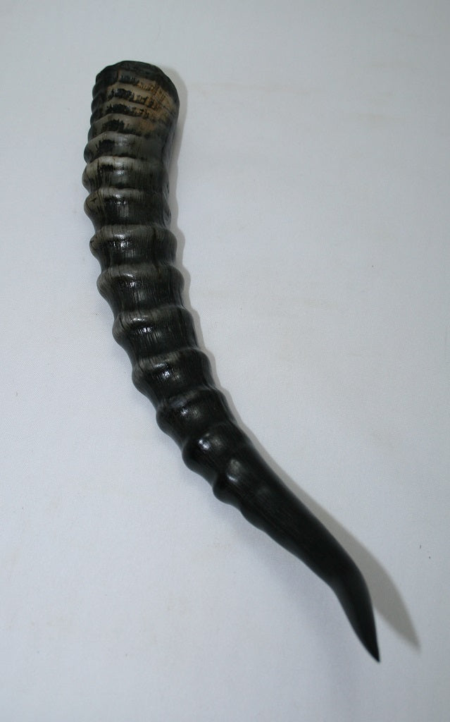 NB301GS5 Blesbok Whole Horn