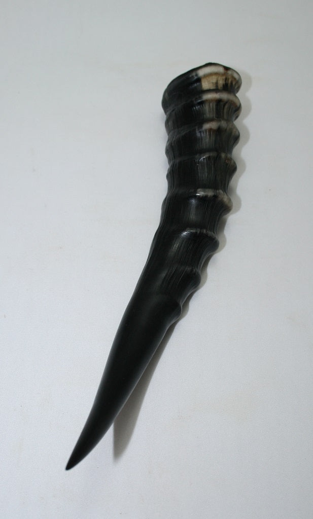 NB301GS6 Blesbok Whole Horn