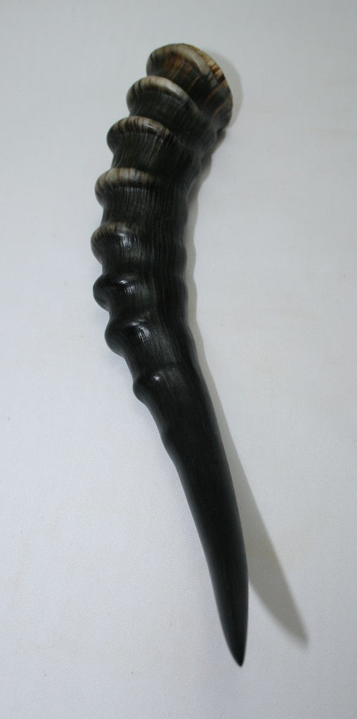 NB301GS8 Blesbok Whole Horn