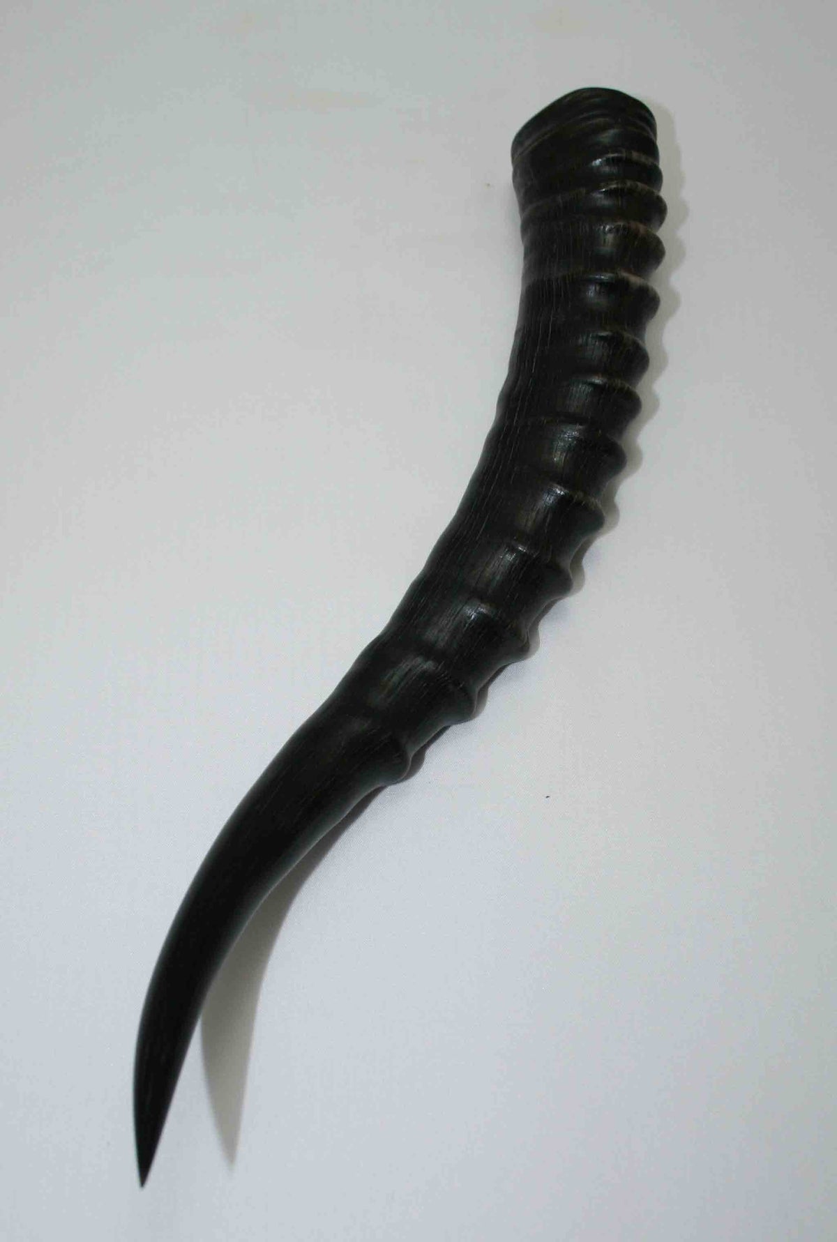 NB301JS11 Blesbok Whole Horn