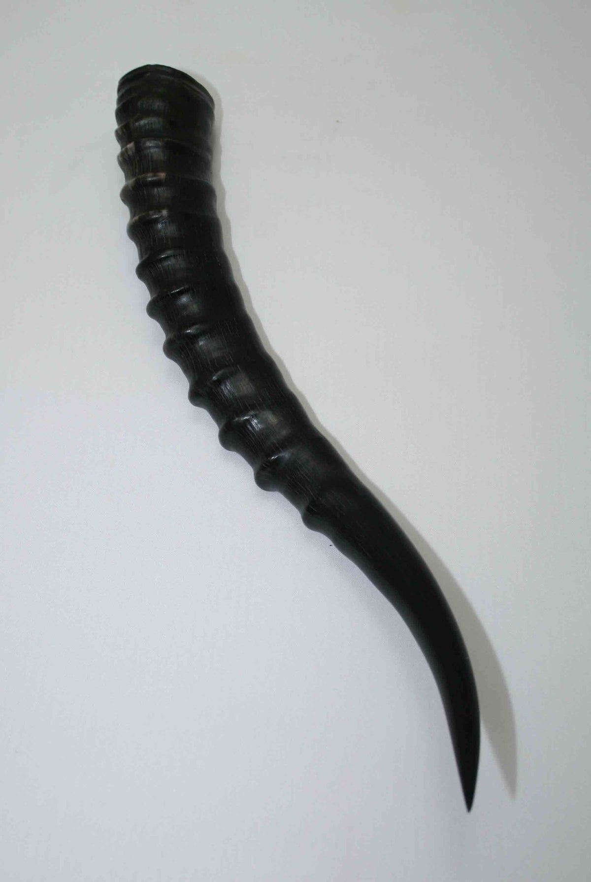 NB301JS4 Blesbok Whole Horn