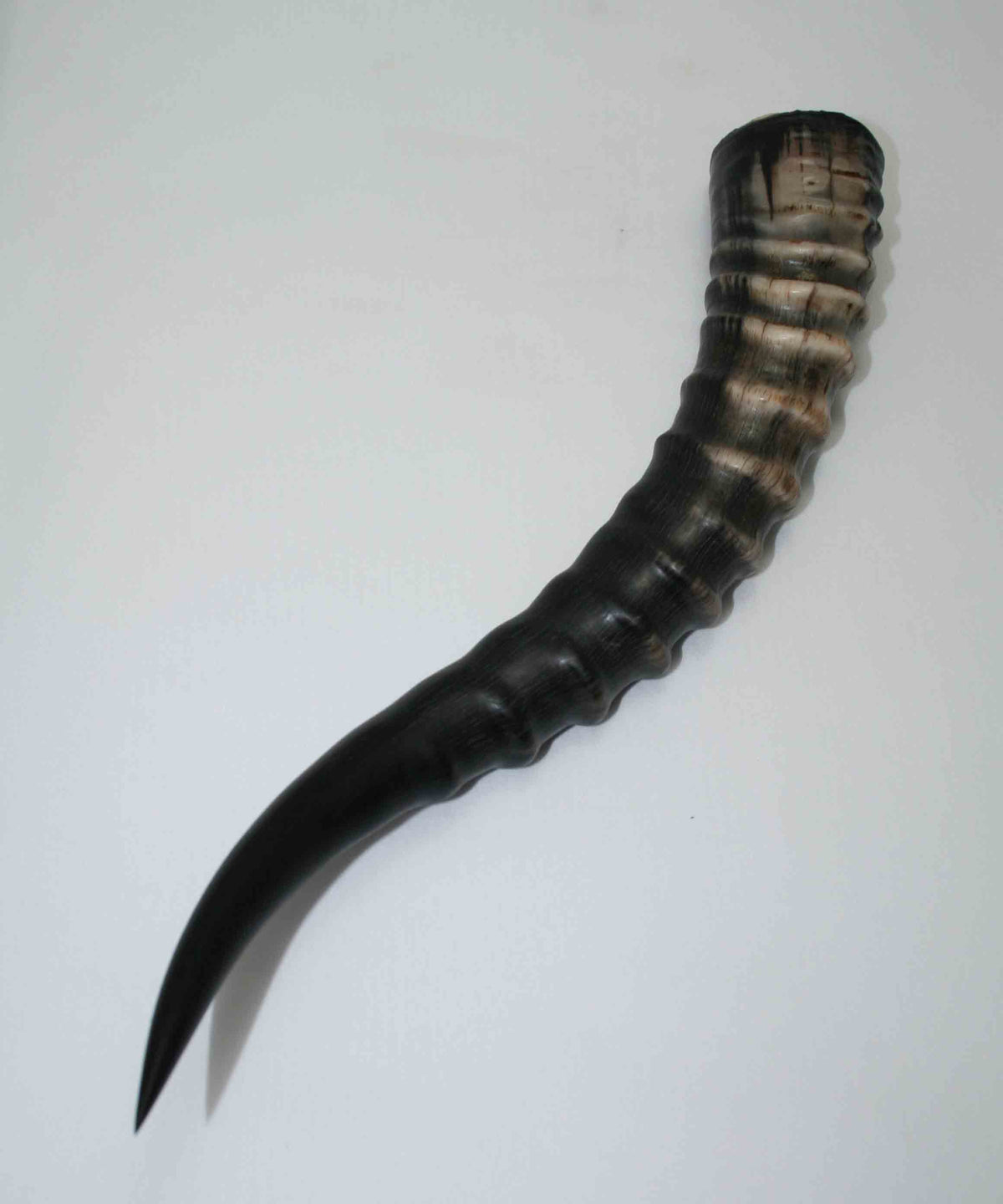 NB301JS5 Blesbok Whole Horn